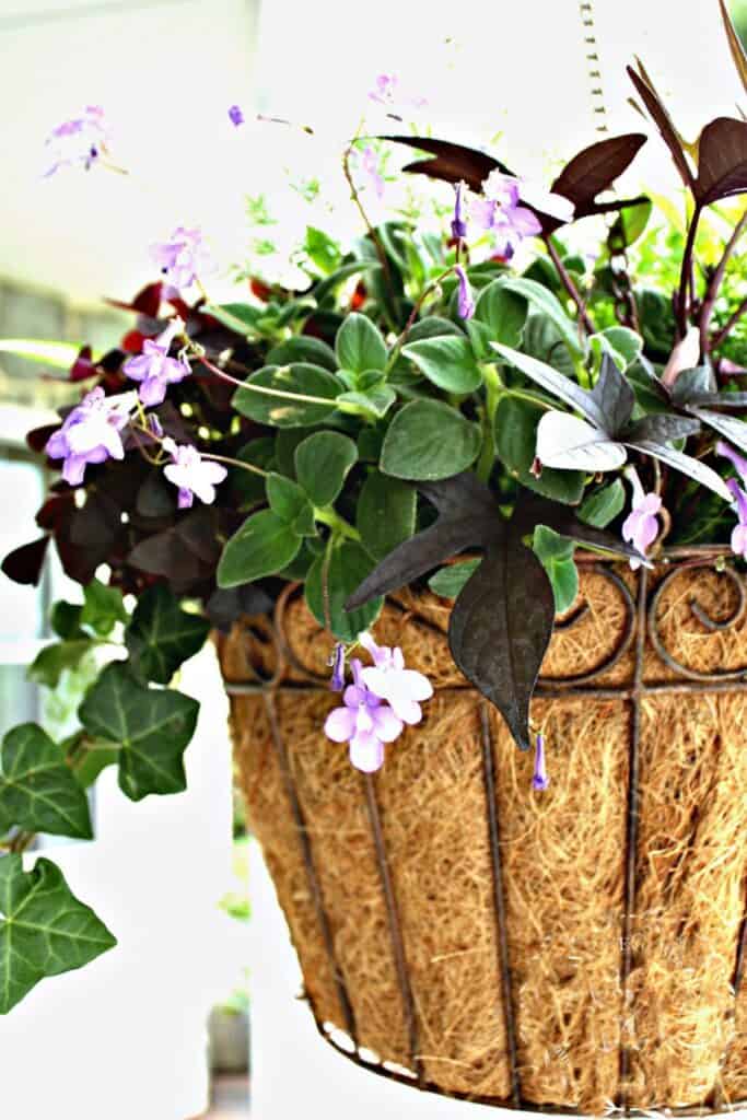 wire hanging basket lined with coco coir filled with purple trailing lobelia, dark burgundy sweet potato vine, and ivy on a porch