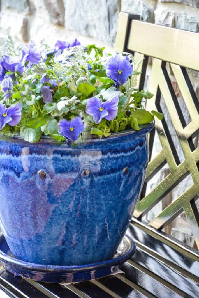 purple pansies and silvery dusty miller planted in a deep cobalt blue glazed ceramic pot on a metal patio table