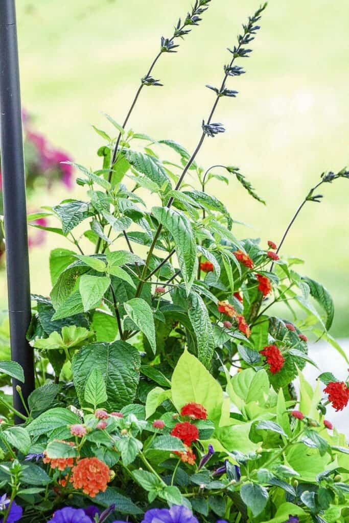tall purple salvia spires rising above orange lantana, chartreuse sweet potato vine, and purple petunias in a lush summer container garden
