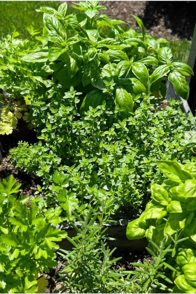 lush raised bed container herb garden growing in full sun with basil, thyme, rosemary, parsley, and oregano