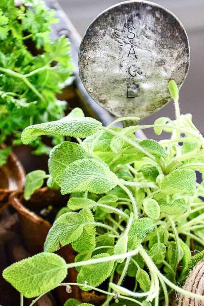 fresh sage herb growing in a container garden with a charming vintage silver spoon garden marker stamped with the word sage and parsley in terracotta pots in the background
