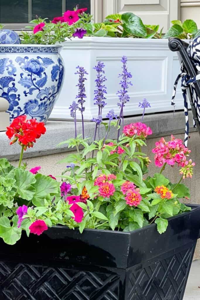 black square planter with purple salvia, pink geraniums, lantana, and petunias on a patio with blue and white chinoiserie pot and white window box in the background