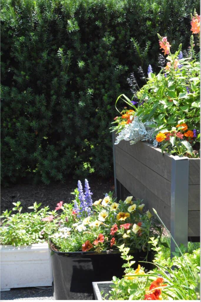 variety of container gardens including a raised wooden planter, black rectangular planter, and white concrete planter filled with colorful summer annuals including snapdragons, salvia, lantana, petunias, and dusty miller