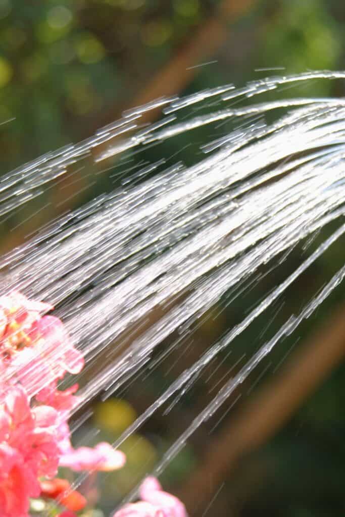 a graceful arc of water streaming from a garden hose over pink flowers in a container garden with a soft green bokeh background