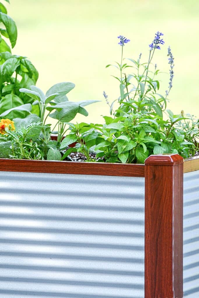 herbs planted in raised bed gardens