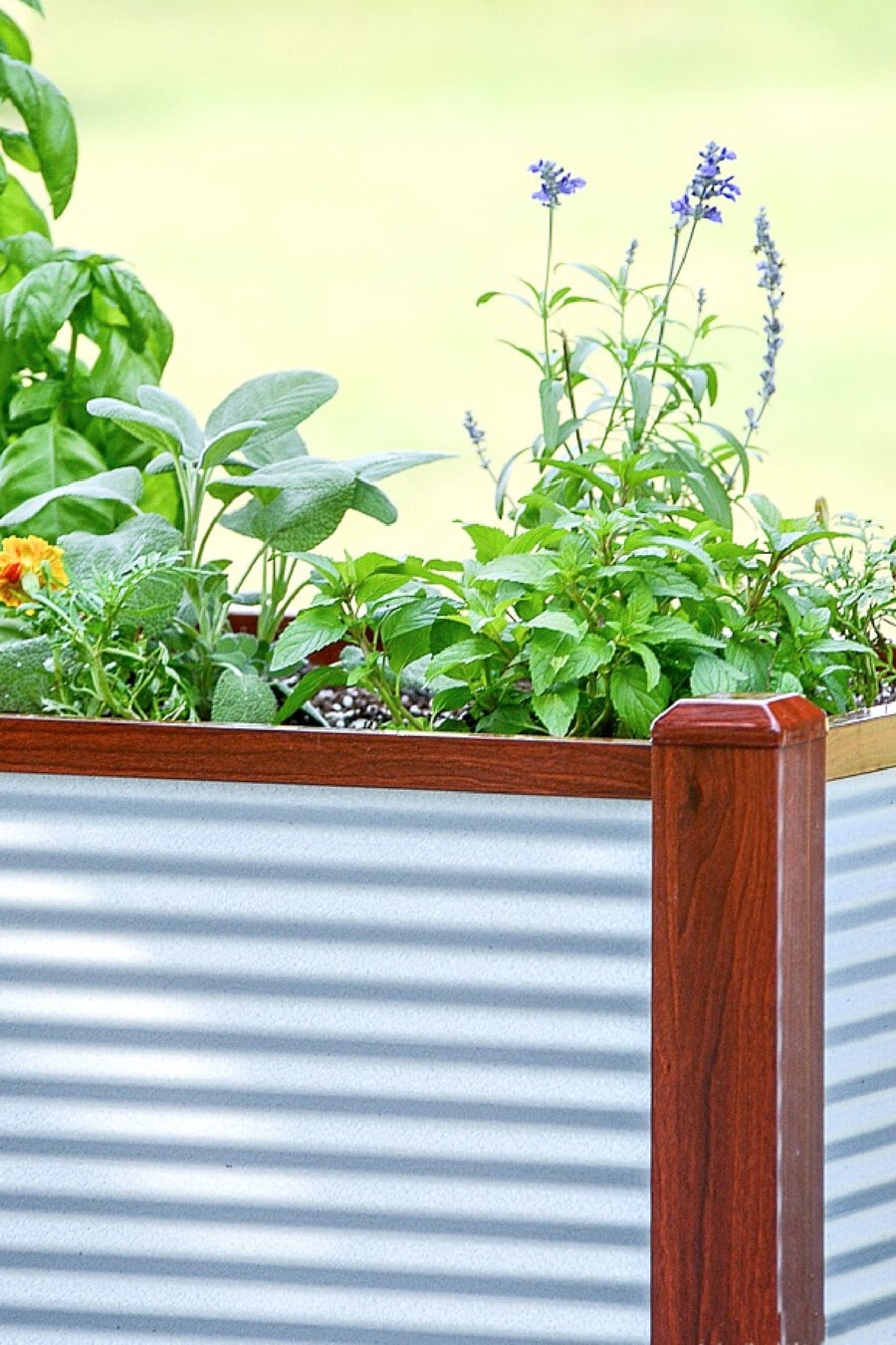 planted herbs in a raised bed garden