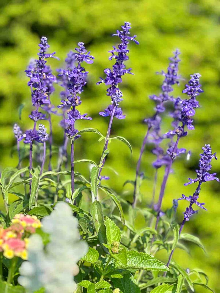 SALVIA IN THE GARDEN