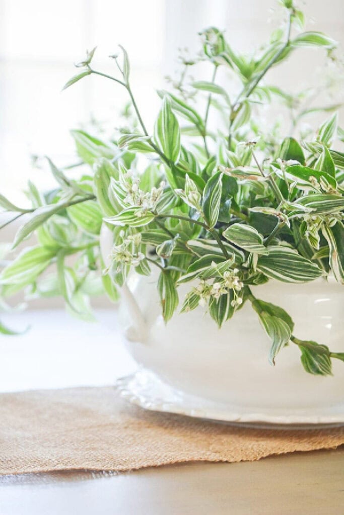sumer perennial in a white pot