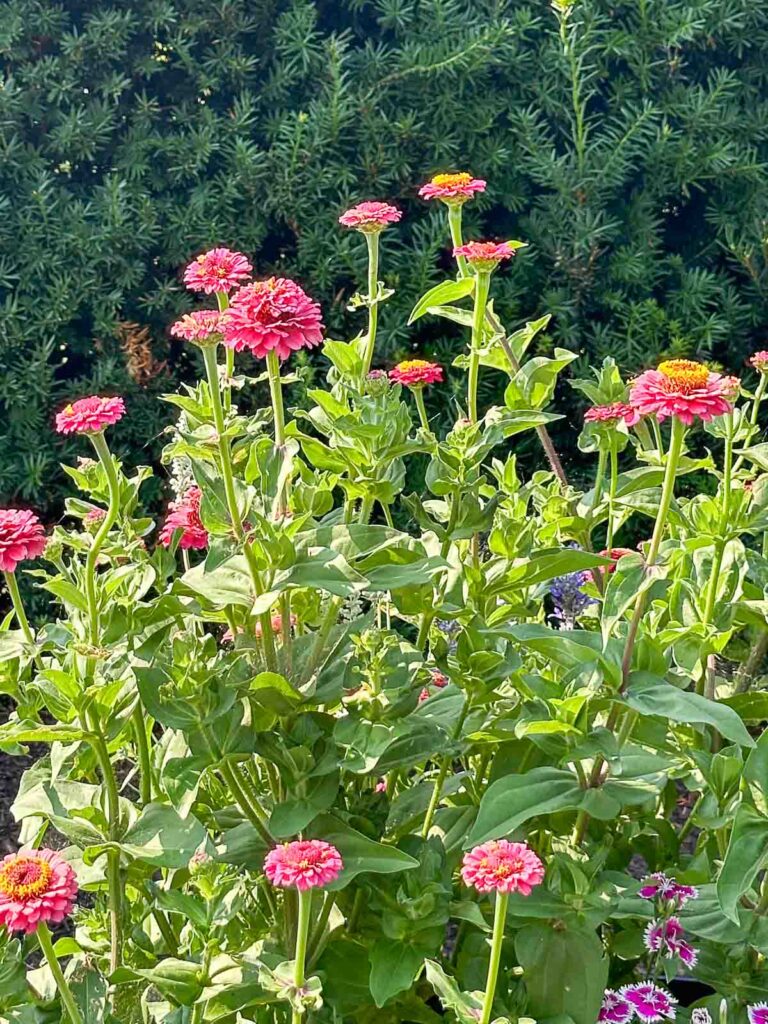 zinnias in my garden