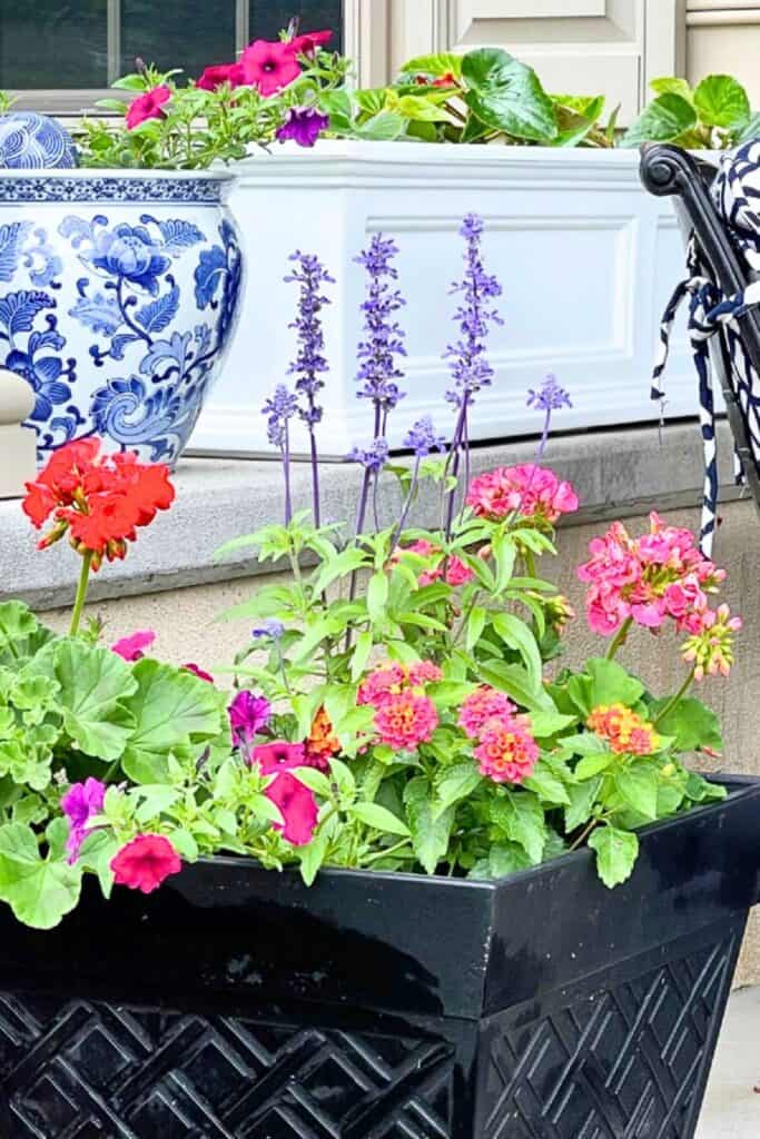 colorful summer patio planters with geraniums, lantana, petunias, and salvia next to a blue and white chinoiserie pot