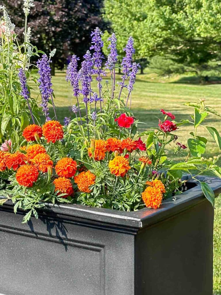 flowers in a raised bed garden.jpg