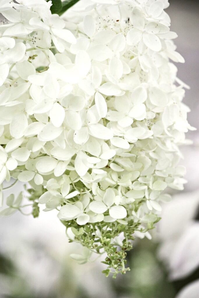 White hydrangeas in a vase with tips for keeping cut hydrangeas fresh longer