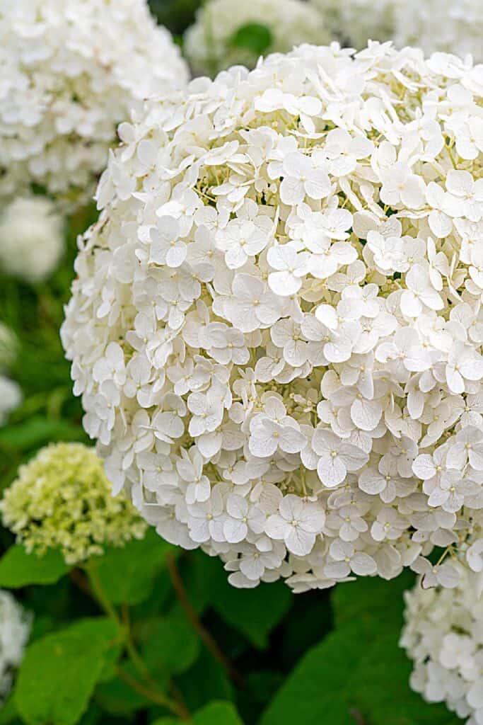 white hydrangeas on a bush