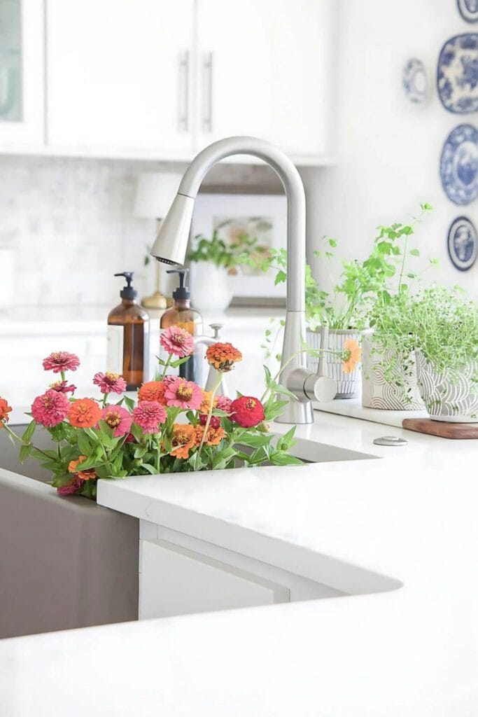 zinnias in the kitchen sink