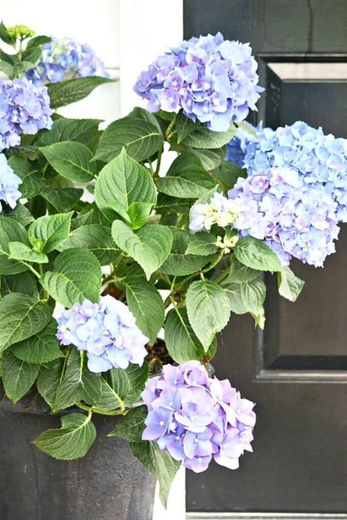 hydrangeas in an urn