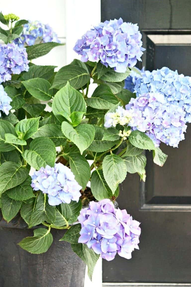hydrangeas in an urn
