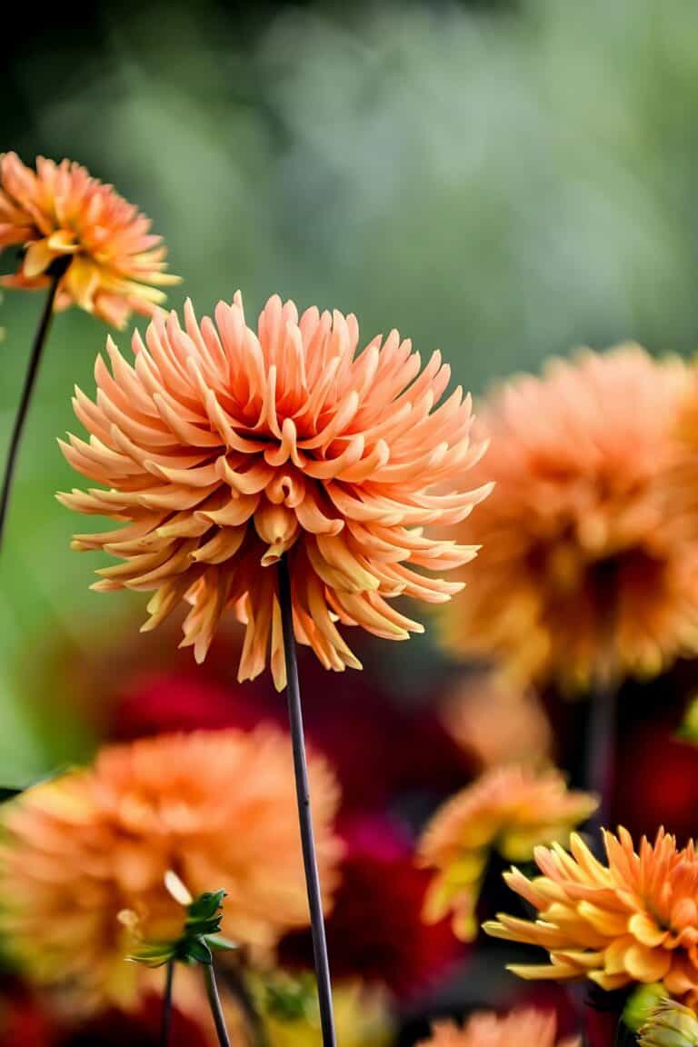 peach flowers