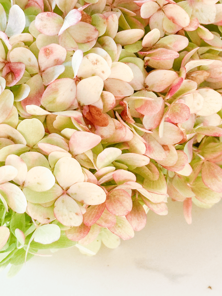 DRIED HYDRANGEAS- PAPERY PETALS
