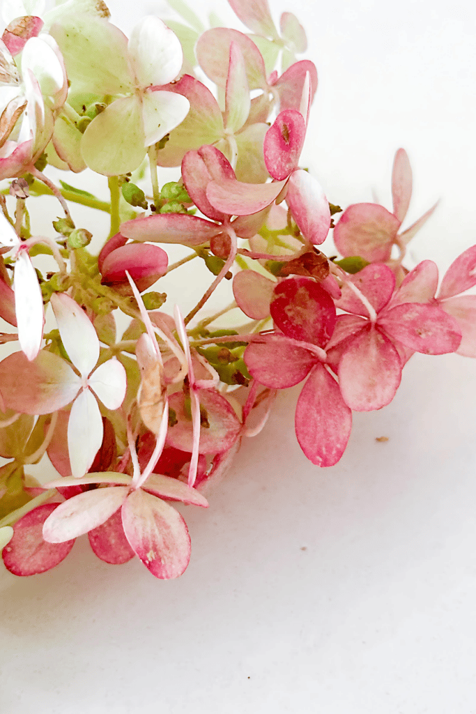 DRIED HYDRANGEAS- IN KITCHEN SINK TINGED