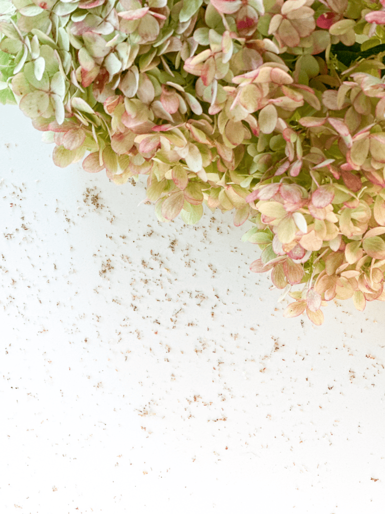SEEDS FROM DRIED HYDRANGEAS