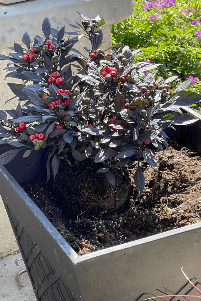 FALL PLANTER - PREPARING THE POT