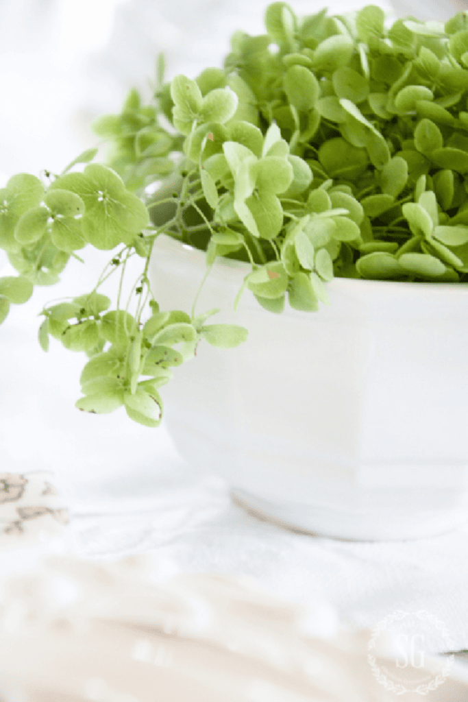 GREEN HYDRANGEAS IN A WHITE IRONSTONE CUP