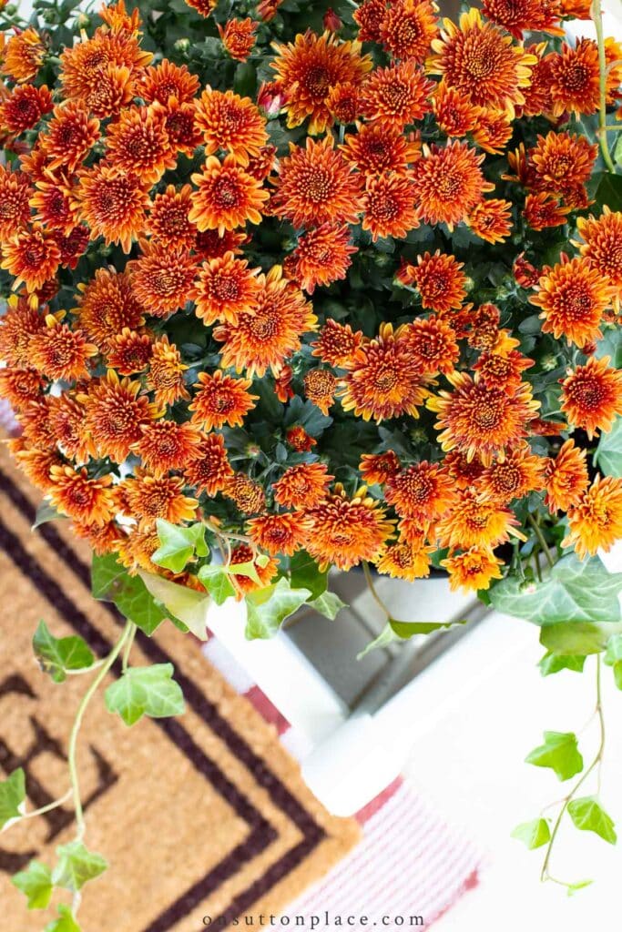 mums in a planter
