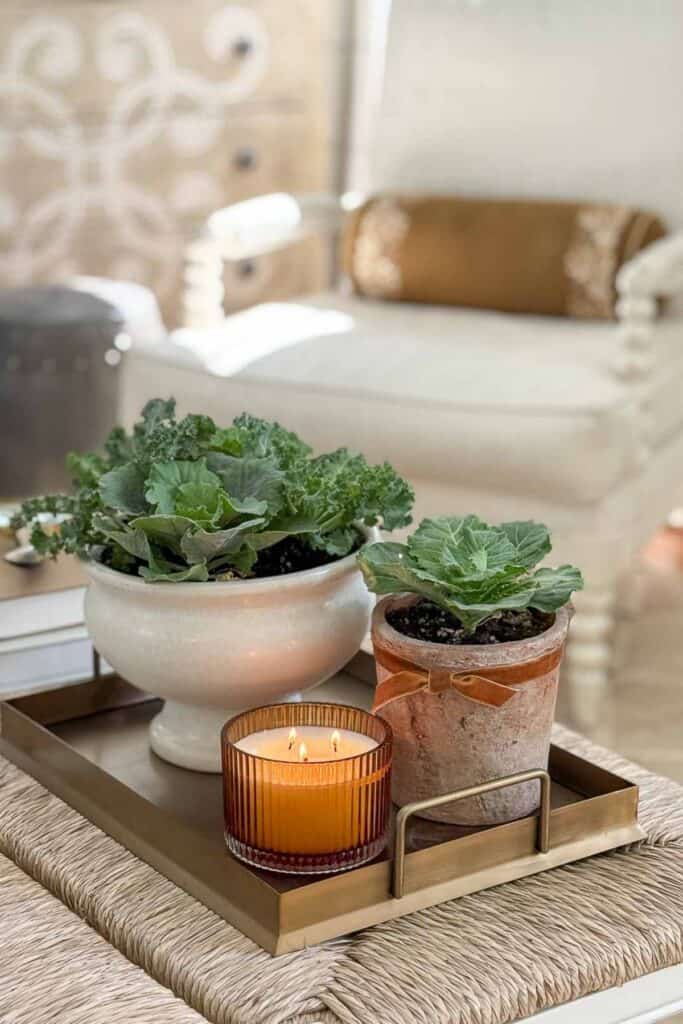 ornamental cabbages in a gold tray