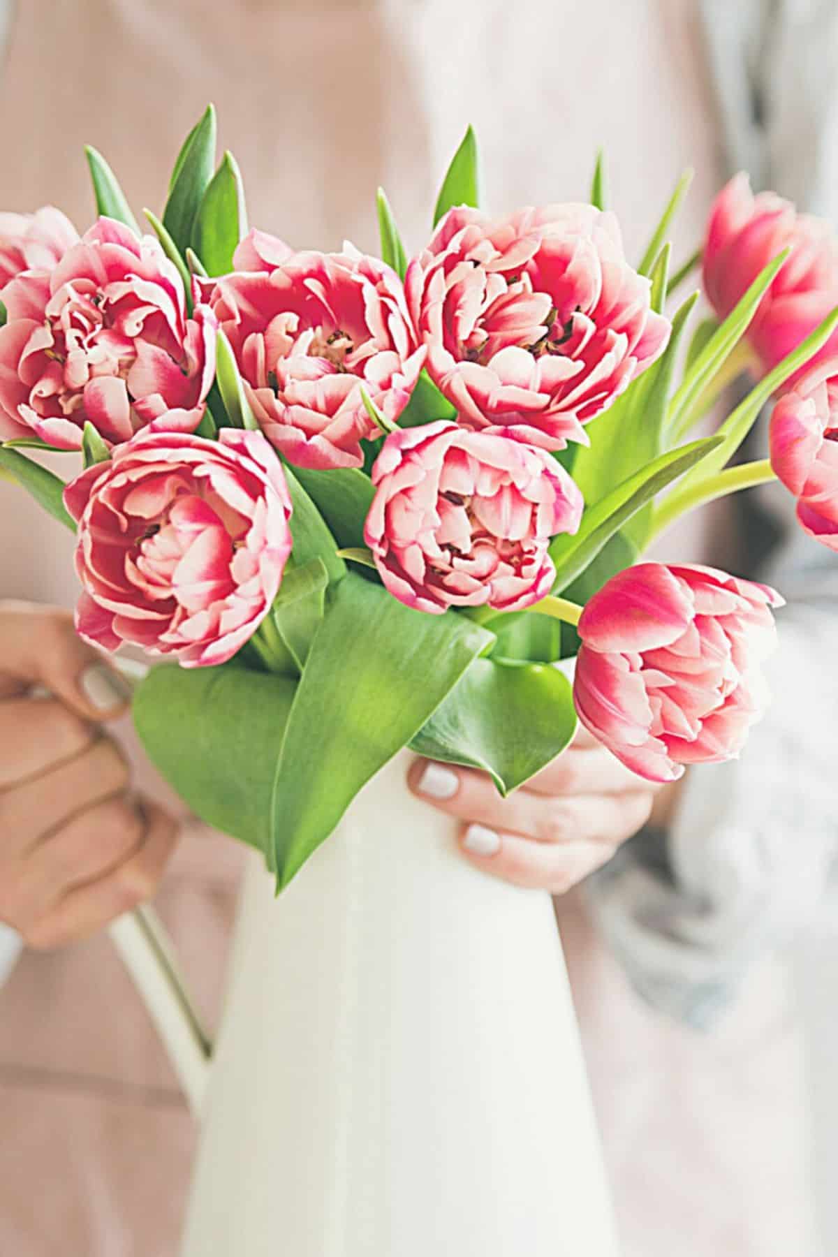 tulips in a white pitcher