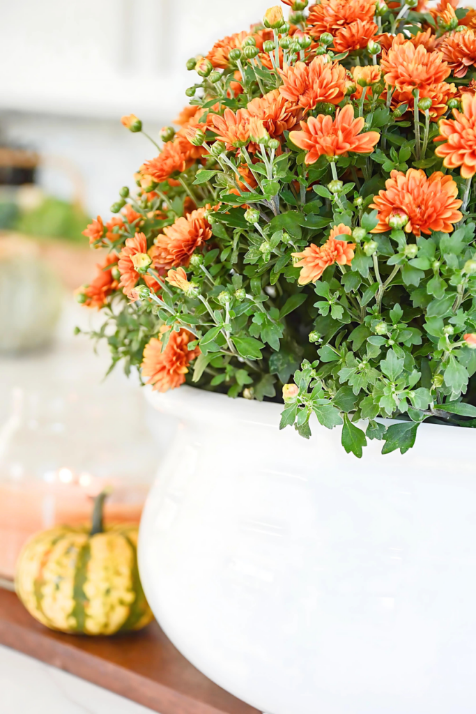mums in a white planter