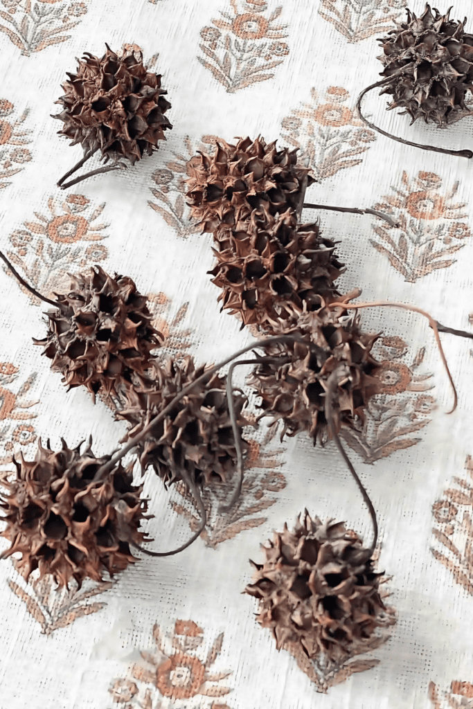 SWEET GUM BALLS