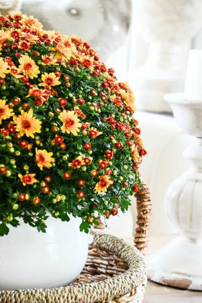container of mums in a basket