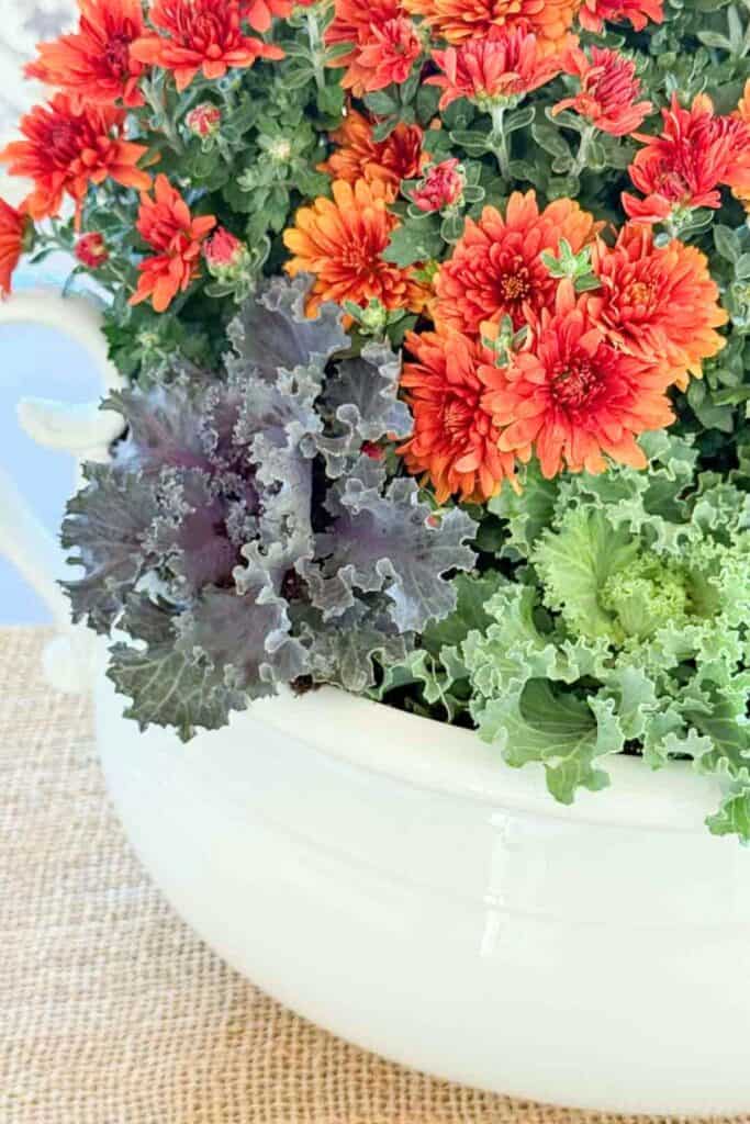 container of mums planted with ornamental cabbage