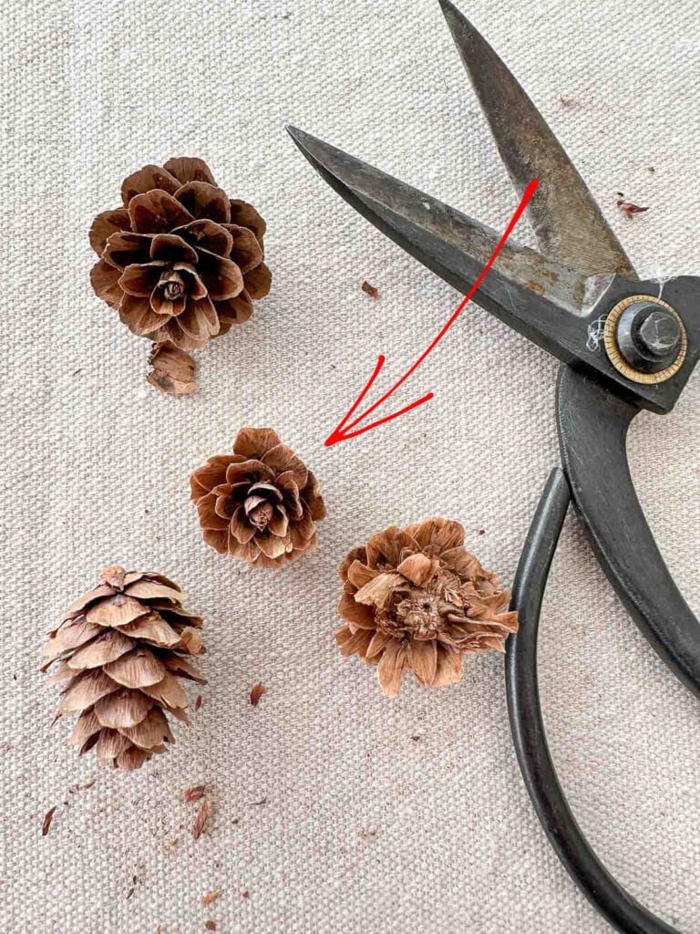 pinecone cut in two and a pair of scissors