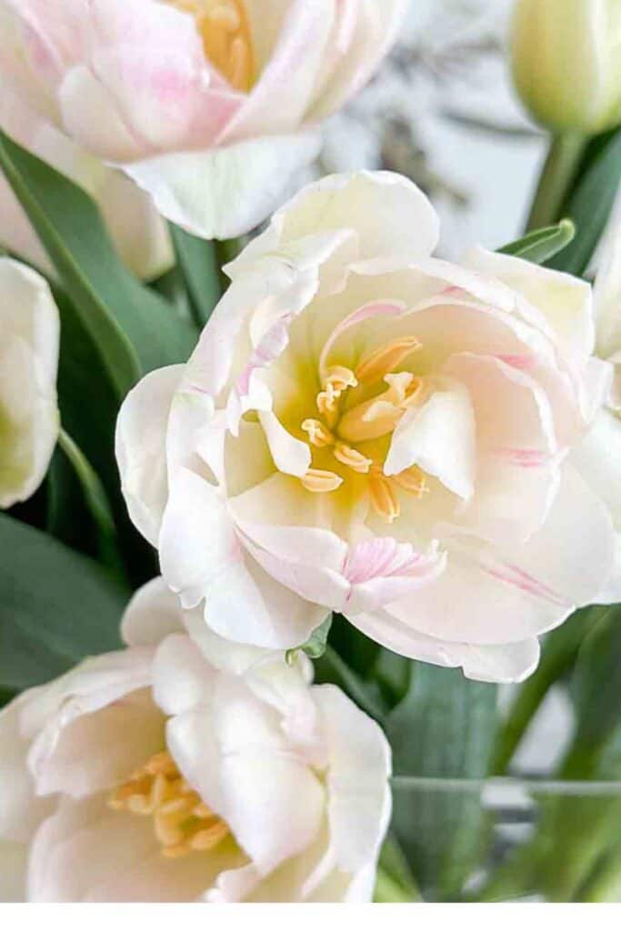 close up of yellow/pink open tulips