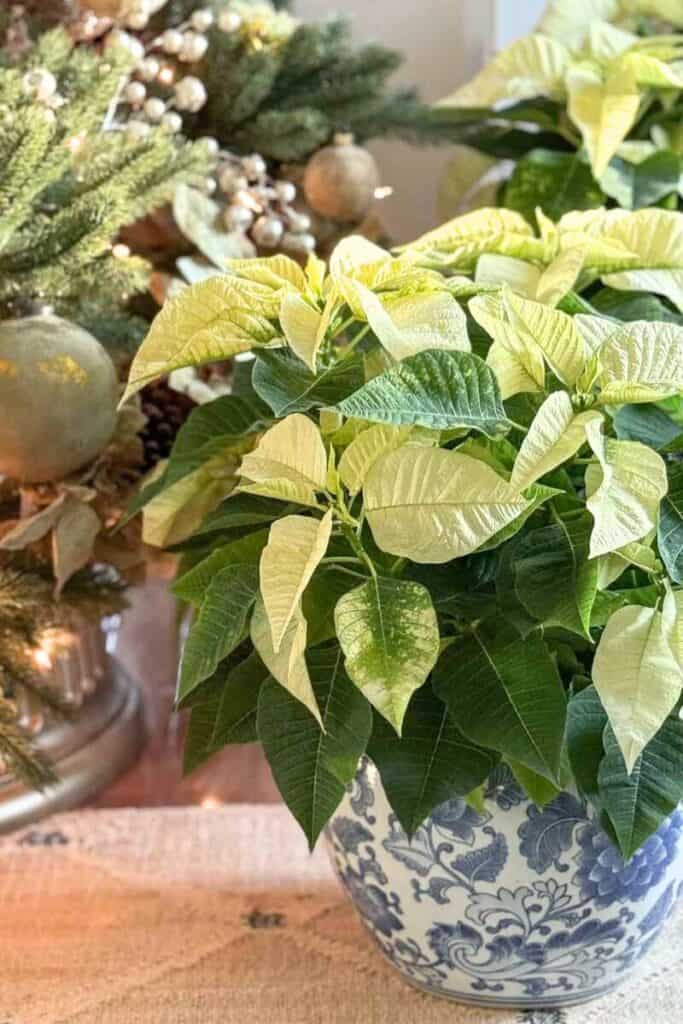 Poinsettias in chinoiserie pots in the living room
