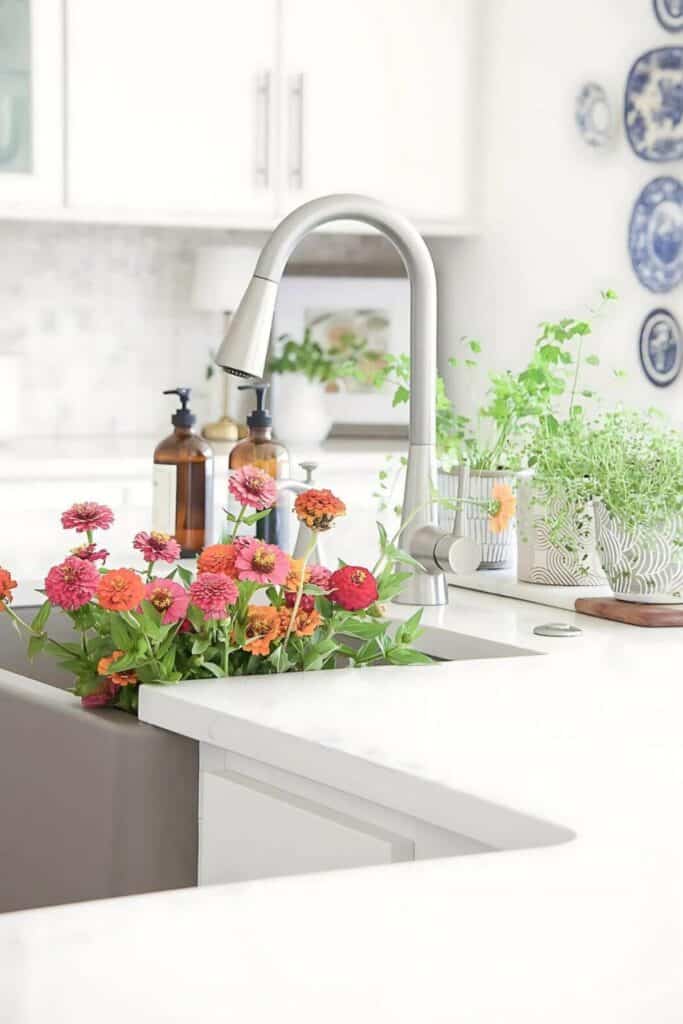 zinnias in a kitchen sink