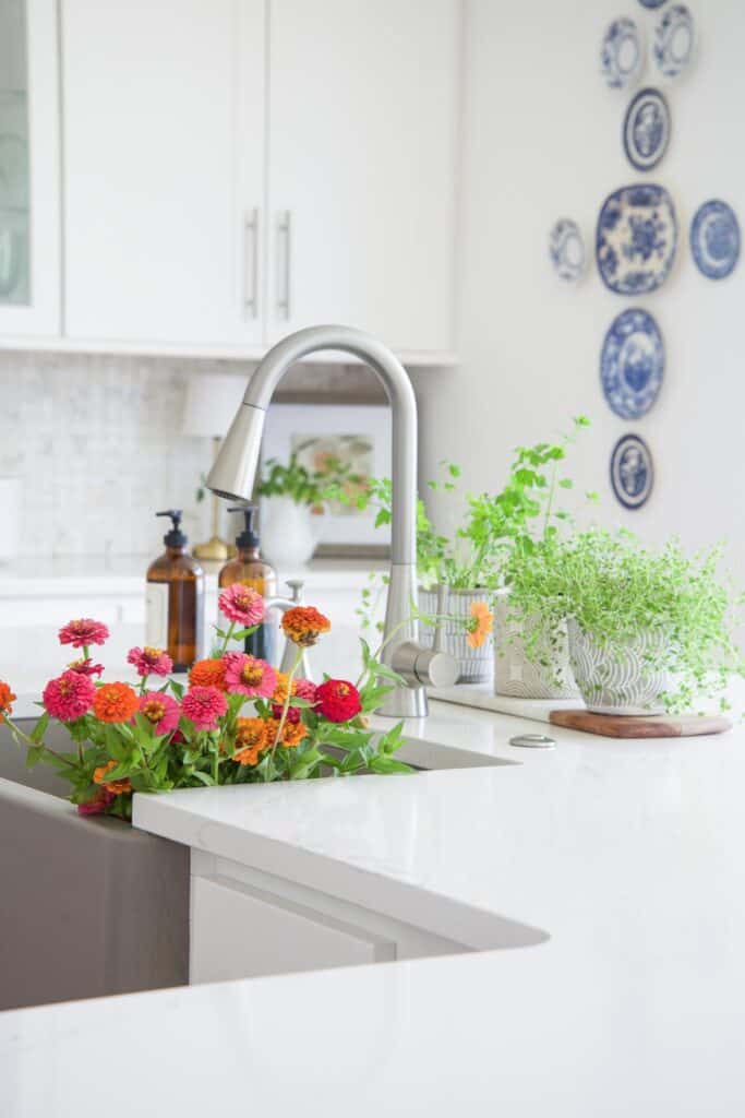 ZINNIAS IN A KITCHEN SINK