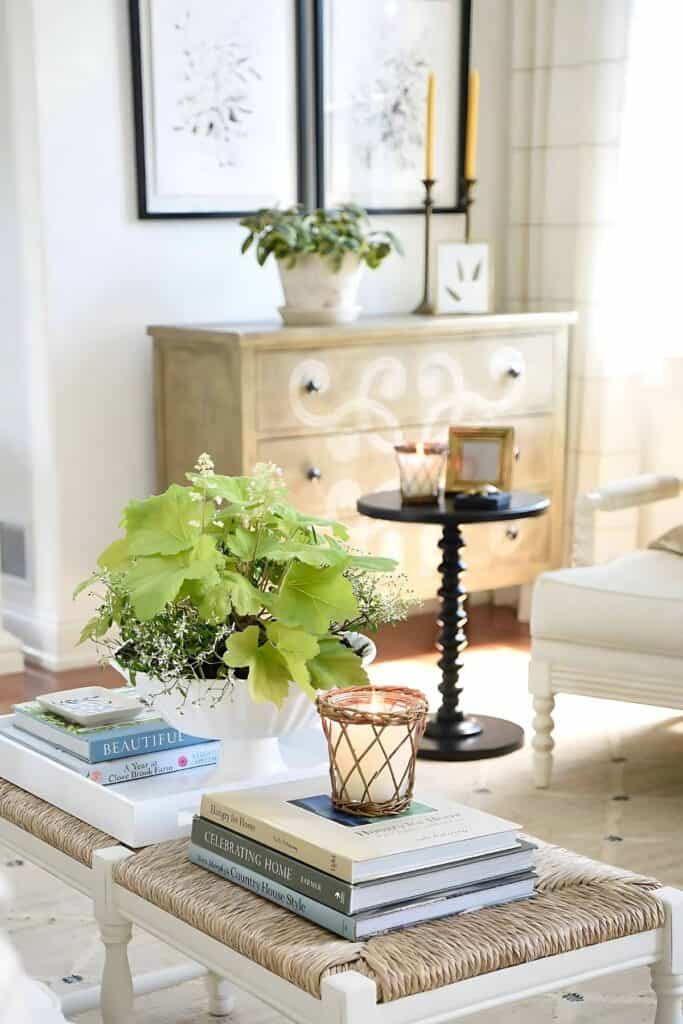 green plant on a bench coffee table