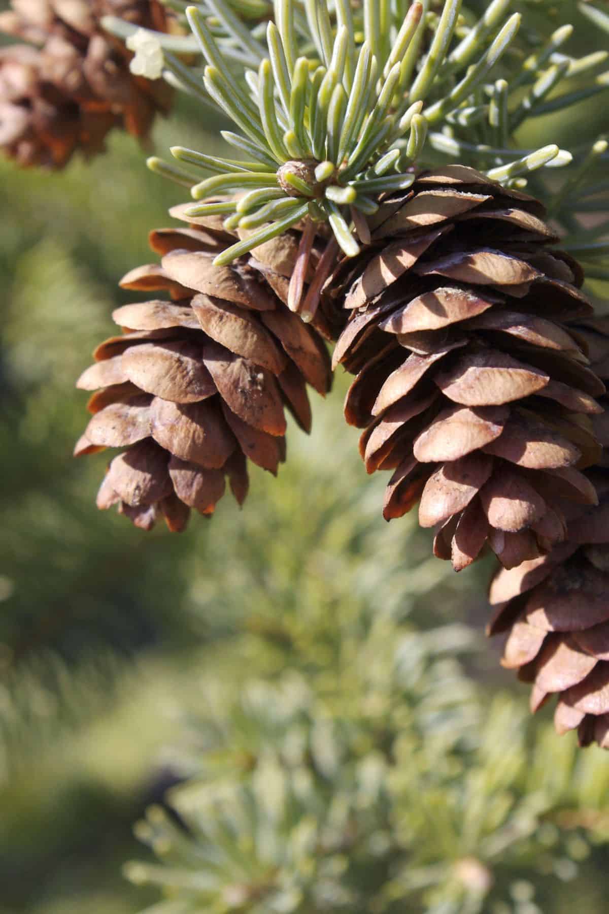 pinecones in an evergreen bough