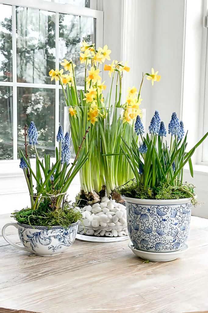 spring bulbs in containers