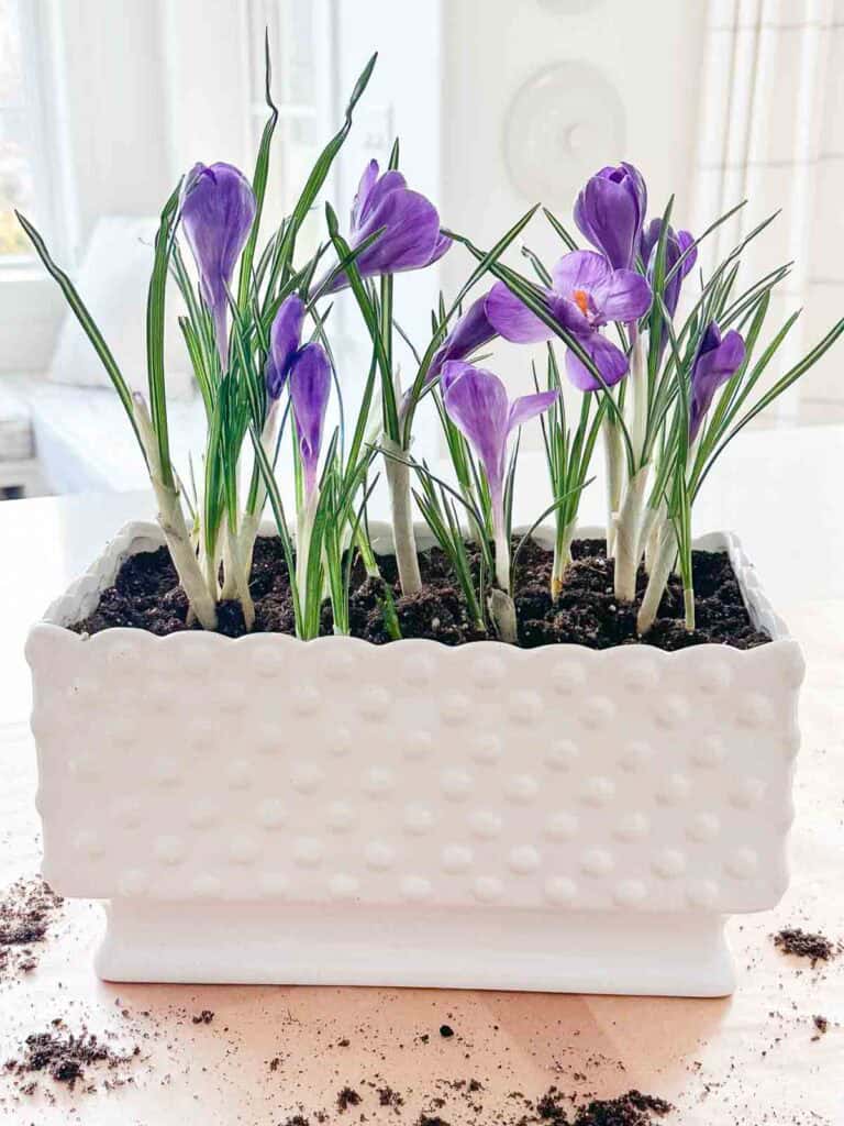 planged blooming bulbs