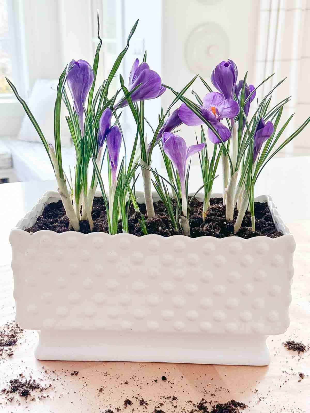 planged blooming bulbs