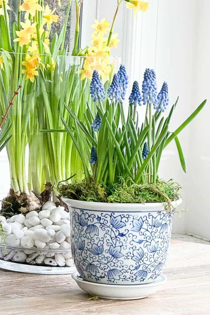spring bulb arrangement with grape hyacinths in a blue and white planter with daffodils in a glass vase