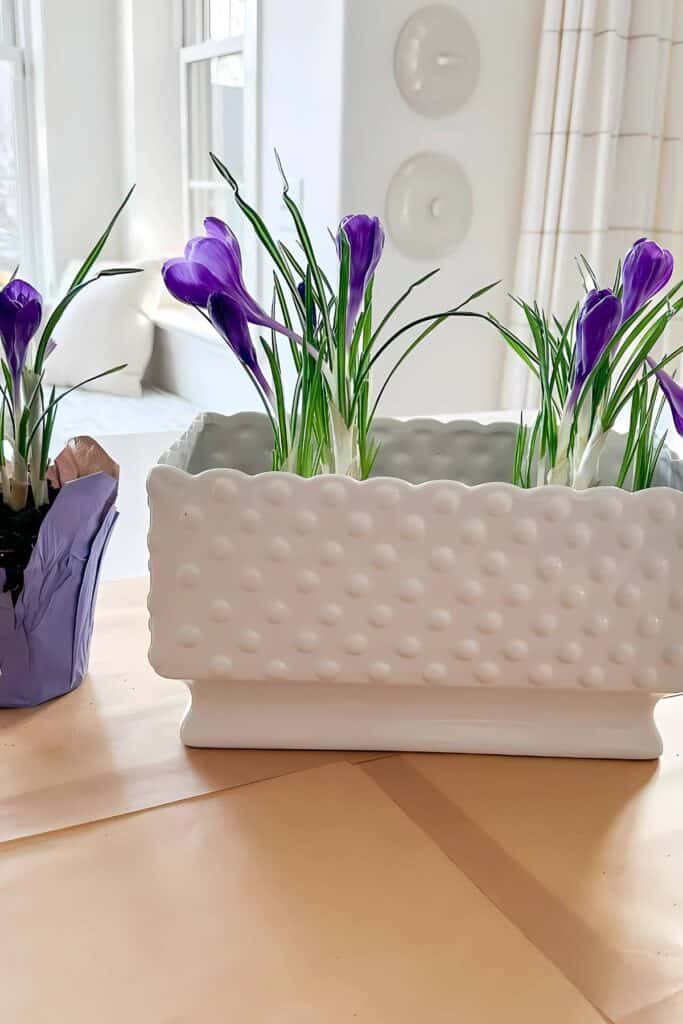 crocus plant  positioned in container