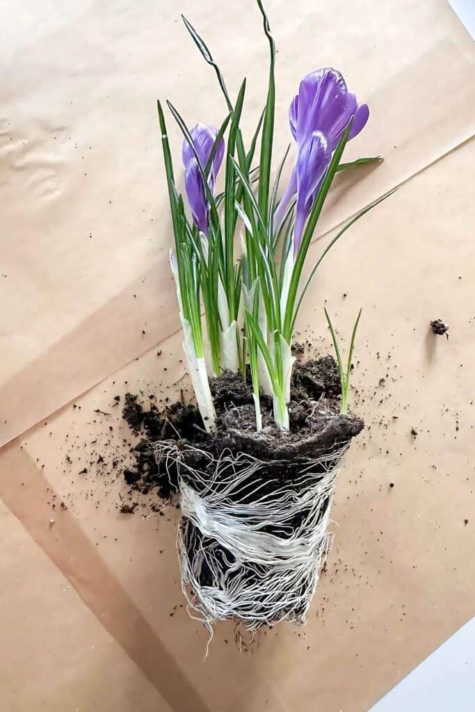 crocus plant  top view