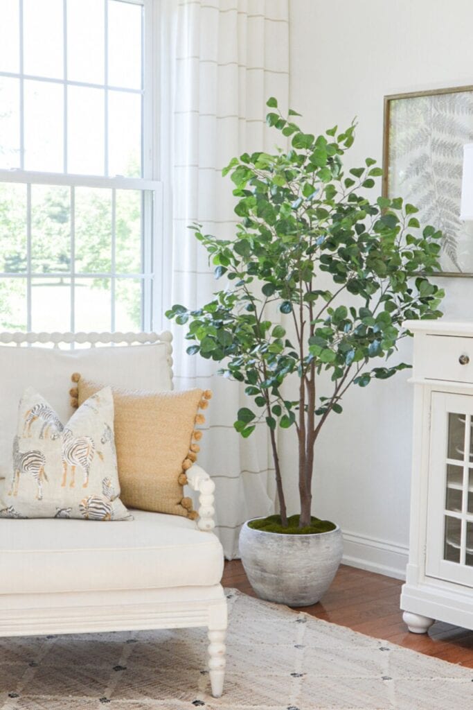 green indoor tree in a pot next to a chair in a bright living room