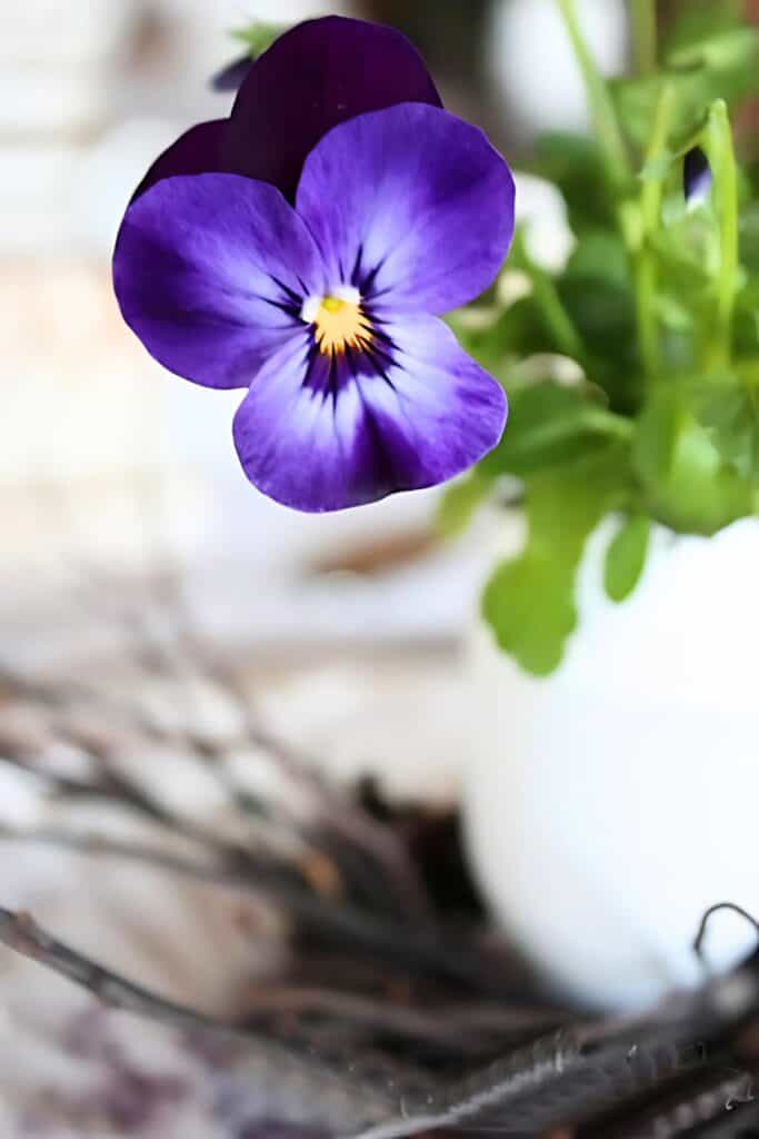 pansy in an eggshell