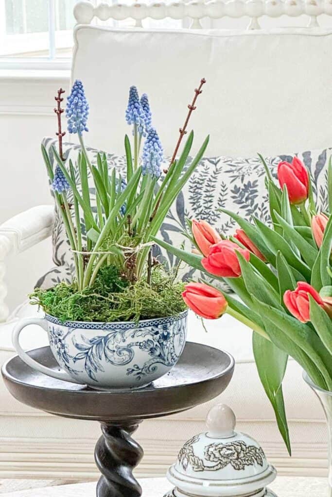 Easter decorations-grape hyacinths in a large blue and white cup