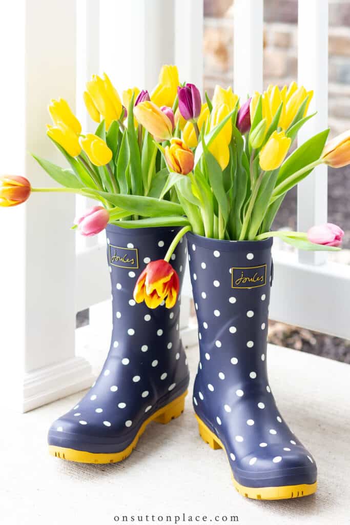 variety of tulips in rainboots